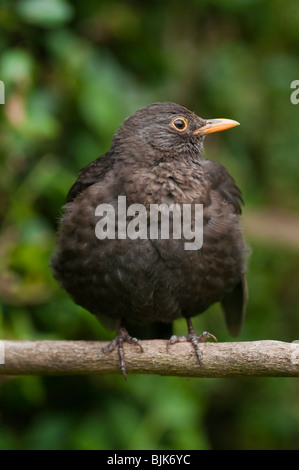 Weibliche Amsel Turdus Merula auf Ast Stockfoto