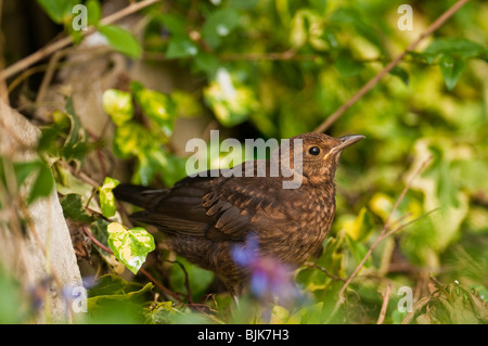 Weibliche Amsel Turdus Merula auf Ast Stockfoto