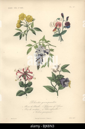 Dekorativer botanischer Druck mit Rose, Süßbauch, Glyzinie, Geißblatt und Domglocke aus Herincqs 'Regne Vegetal' (1865). Stockfoto