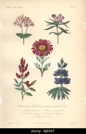 Dekorative botanischen Drucken mit Sweet William, Primel, Aster, Ziege's Rue und Lupin aus Herincqs "Regne Vegetal" (1865). Stockfoto