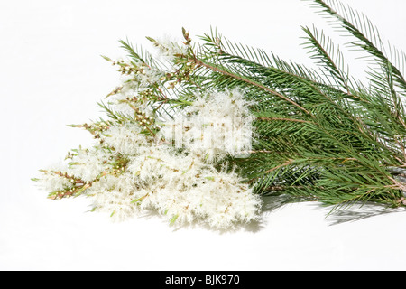 Melaleuca Alternifolia Blüten auf weißem Hintergrund Stockfoto