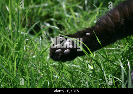 Inländische Katzenpfote im detail Stockfoto