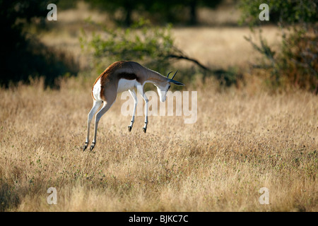 Springbock (Antidorcas Marsupialis), Etosha Nationalpark, Namibia, Afrika Stockfoto