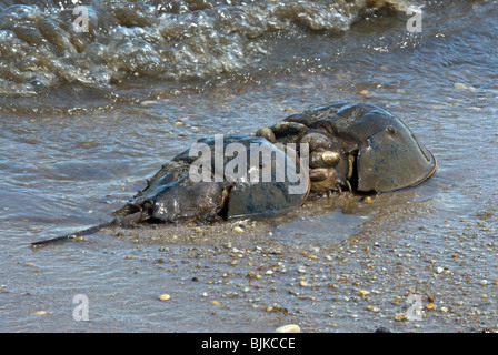 Horseshoe Crab (Limulus Polyphemus), koppeln Paarung laichen am Strand während der Migration, Delaware Bay, New Jersey, USA Stockfoto