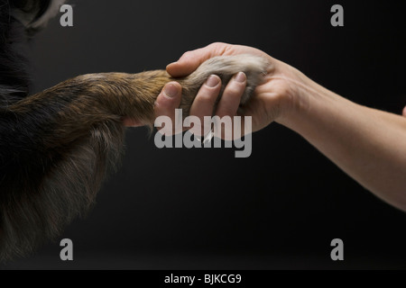 Frau mit Hund Pfote schütteln Stockfoto