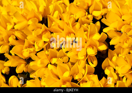 Blumen auf Bush gemeinsame Stechginster (Ulex Europaeus) Stockfoto