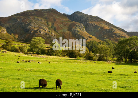 Seenplatte Fells bei Langdale Tal, Cumbria, UK mit Schafbeweidung im Vordergrund Felder. Stockfoto