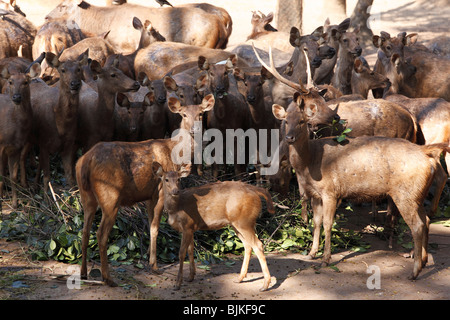 Sambar-Hirsch (Rusa unicolor, Cervus unicolor), Zoo in Trivandrum, Kerala Zustand, Indien, Asien Stockfoto