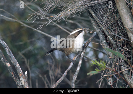 Weißer-browed Schwätzer (Pomatostomus Superciliosus) thront am Nest mit Spinne Stockfoto