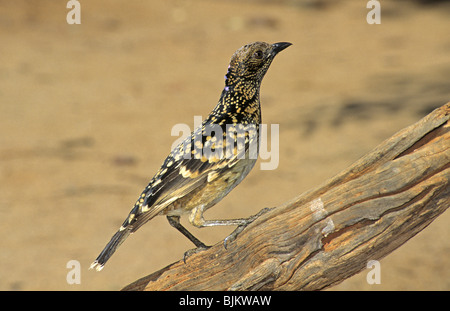 Laubenvogel (Chlamydera Guttata) gesichtet, thront westliche Form, Erwachsene, auf Ast, Australien Stockfoto
