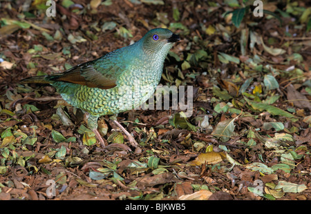 Satin Laubenvogel / Seidenlaubenvogel Stockfoto, Bild 16293725 Alamy
