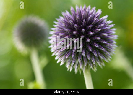 Globe Distel Blumen (Echinops Ritro) Makro Stockfoto