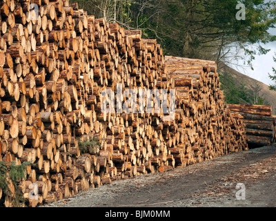 Neu gefällten Holz gestapelt und warten auf Transport aus dem Wald. Stockfoto