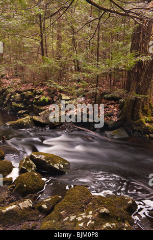 Fieber-Bach, im Inneren der Federated-Frauen Club State Forest, in Massachusetts, fließt in das Reservoir Ausbau. Stockfoto