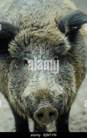 Porträt der weiblichen Wildschwein (Sus Scrofa Scrofa), Saarland, Deutschland Stockfoto