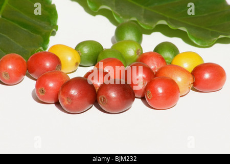 Nahaufnahme von Kaffeebeeren und Blätter Stockfoto