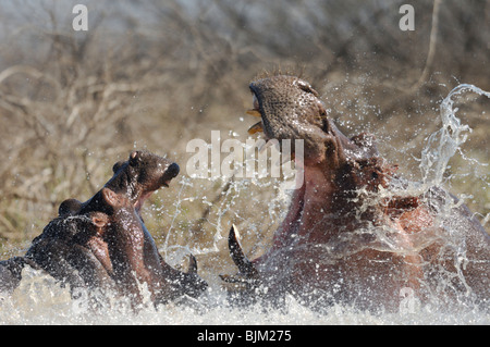 Zwei Männchen Flusspferde im Wasser (Hippopotamus Amphibius) kämpfen. Baringo-See, Kenia Stockfoto