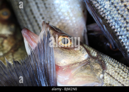 Nahaufnahme von Frischfisch Stockfoto