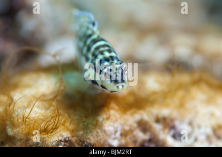 Ein Harlekin Bass Fisch wirft ein wachsames Auge zurück beim Fotografen. Stockfoto