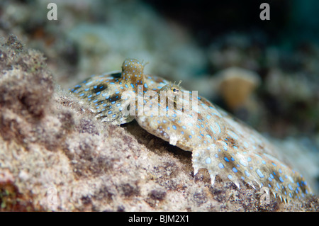 Nahaufnahme von einem tropischen Pfau Flunder Fisch. Stockfoto