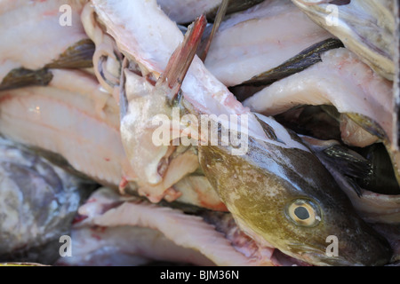 Nahaufnahme von Frischfisch Stockfoto