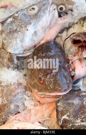 Nahaufnahme von Frischfisch Stockfoto