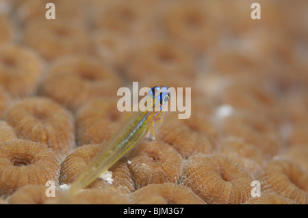 Ein kleines ruht Pepperment Grundel auf einige Korallen. Stockfoto