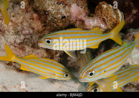 Eine kleine Gruppe von Smallmouth Grunzen suchen Sie unten nach Nahrung. Stockfoto