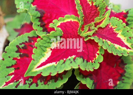 Buntnessel Pflanze Hybrid verlässt Makro in grün und rosa Variante Stockfoto