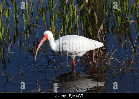 American White Ibis (Eudocimus Albus) Futtersuche Stockfoto