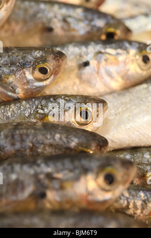 Nahaufnahme von Frischfisch Stockfoto