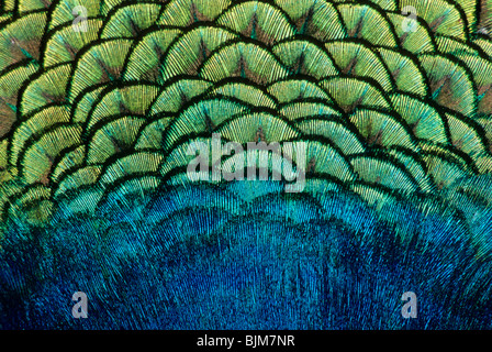 Federn von Pfau (Pavo Cristatus), Nahaufnahme Stockfoto