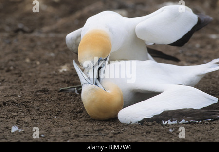 Australasian Basstölpel (Morus Serrator), zwei Erwachsene kämpfen, Australien Stockfoto