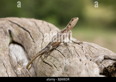 Weibliche Rock Agama in Mara Reserve von Kenia Stockfoto