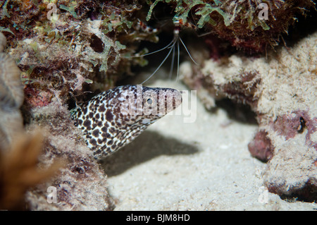 Eine Muräne gesichtet späht aus einer felsigen Spalt heraus. Stockfoto