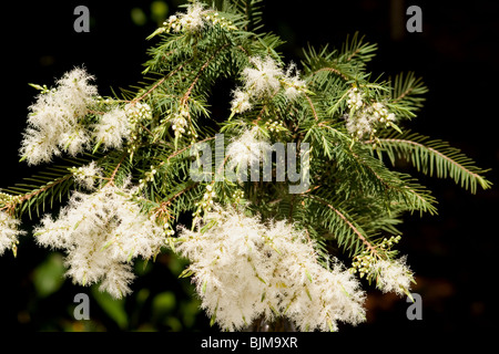 Melaleuca Alternifolia Baum in voller Blüte auf dunklem Hintergrund Stockfoto