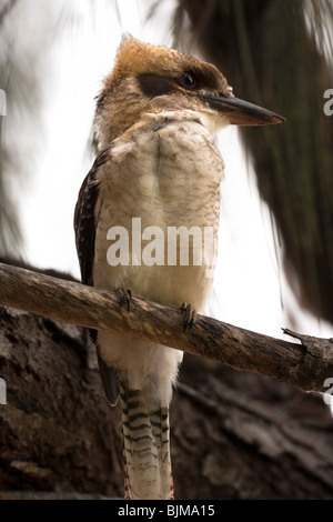 Kookaburra (Gattung Dacelo) thront auf Ast Stockfoto