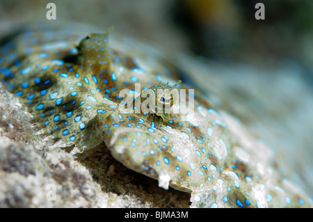 Nahaufnahme von einem tropischen Pfau Flunder Fisch. Stockfoto