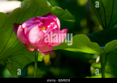 Rosa Blume mit Blättern, Sydney, New South Wales, Australien Stockfoto