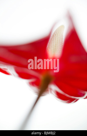 Anthurium, Flamingo-Blume (Anthurium Scherzerianum), abstrakte Blume Stockfoto