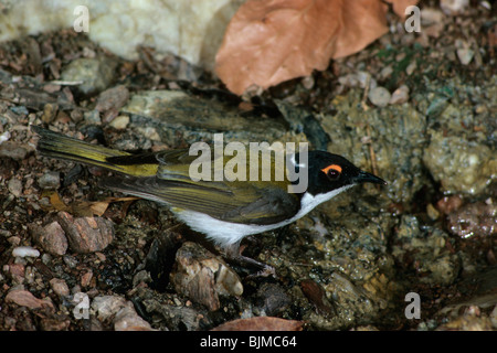 White-Himalaja-Honigfresser (Melithreptus Lunatus) stehen auf Felsen am Rand des Wassers Stockfoto