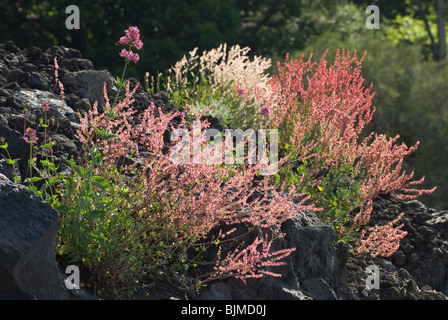 Blumen, Ätna, Sizilien, Italien | Italien, Sizilien, Ätna, Blumen Stockfoto