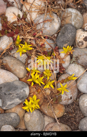 Beißende Mauerpfeffer. Sedum Acre, wachsen auf Schindel, Chesil Beach, Dorset, Juni 2009. Stockfoto