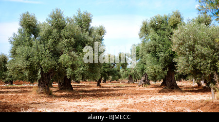 Uralte Cerignola Olive Bäume von Ostuni, Apulien, Süditalien. Stockfoto