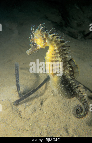 Dornige Seepferdchen. Hippocampus Guttulatus. Schwanger, männlich. Studland Bay, Dorset. Juni. Stockfoto