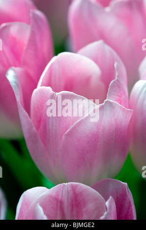 Rosa Tulpe hautnah Stockfoto