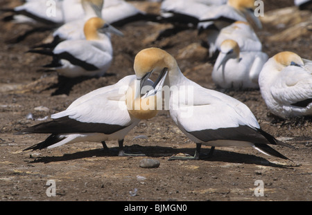 Australasian Basstölpel (Morus Serrator) Erwachsenen paar putzen, Australien Stockfoto