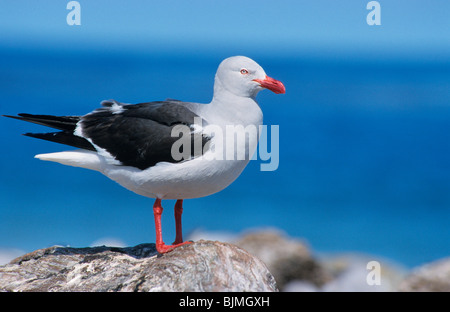 Delphin-Möwe (Leucophaeus Scoresbii) thront auf Felsen, Falkland-Inseln Stockfoto