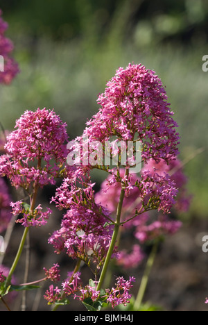 Blumen, Ätna, Sizilien, Italien | Italien, Sizilien, Ätna, Blumen Stockfoto