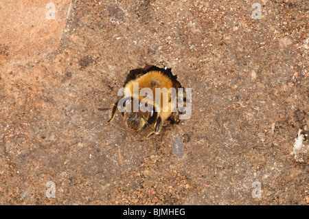 Einsame Biene. Colletes Hederae. Kimmeridge Bucht, Dorset. In weichem cliff.september. Stockfoto